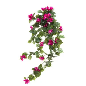 Bougainvillea Bush 90cm Magenta by Florabelle Living, a Plants for sale on Style Sourcebook
