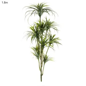 Yucca Plant 1.8m by Florabelle Living, a Plants for sale on Style Sourcebook