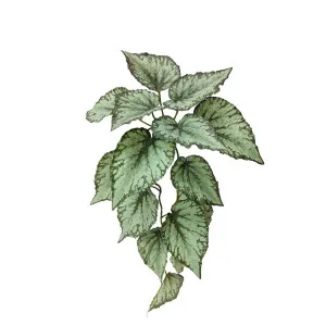 Hanging Caladium Bush 65cm by Florabelle Living, a Plants for sale on Style Sourcebook