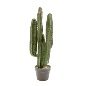 Desert Cactus 82cm by Florabelle Living, a Plants for sale on Style Sourcebook