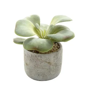 Succulent in Cement 17cm by Florabelle Living, a Plants for sale on Style Sourcebook