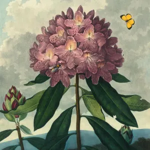 Darling Buds Of May Wallpaper by Florabelle Living, a Artwork & Wall Decor for sale on Style Sourcebook