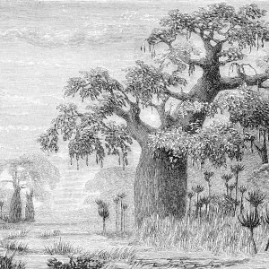 Joshua Baobab Wallpaper by Florabelle Living, a Artwork & Wall Decor for sale on Style Sourcebook