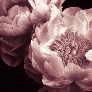 The Visitor Wallpaper by Florabelle Living, a Artwork & Wall Decor for sale on Style Sourcebook
