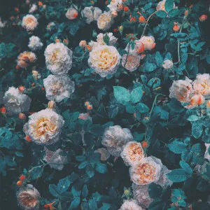 Company Gardens Wallpaper by Florabelle Living, a Artwork & Wall Decor for sale on Style Sourcebook