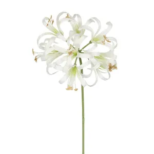 Nerine Lily Stem 61cm White by Florabelle Living, a Plants for sale on Style Sourcebook
