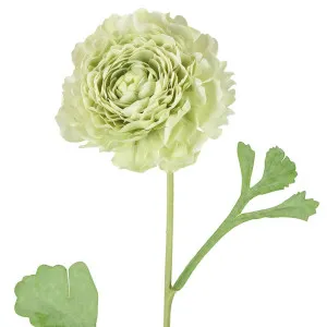 Ranunculus Stem 56cm Green by Florabelle Living, a Plants for sale on Style Sourcebook