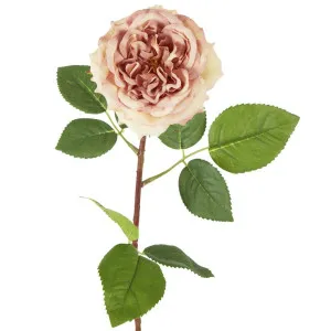 Dried Look English Rose Stem 50cm Blush by Florabelle Living, a Plants for sale on Style Sourcebook