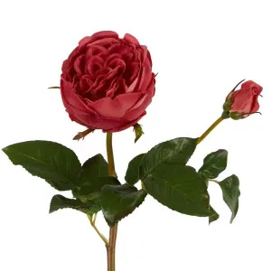Cabbage Real Touch Rose Stem 49cm Rouge by Florabelle Living, a Plants for sale on Style Sourcebook