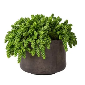 Succulent 37cm by Florabelle Living, a Plants for sale on Style Sourcebook