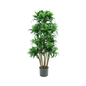 Dracaena Fragrans Multi Tree X8 / 576 Leaves Green by Florabelle Living, a Plants for sale on Style Sourcebook