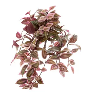 Wandering Jew Bush hanging 50cm Red & Green by Florabelle Living, a Plants for sale on Style Sourcebook