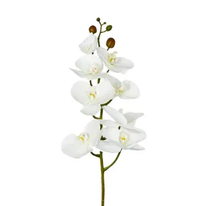 White Phalaenopsis Orchid 7 Flowers one Bud by OneWorld Collection, a Plants for sale on Style Sourcebook