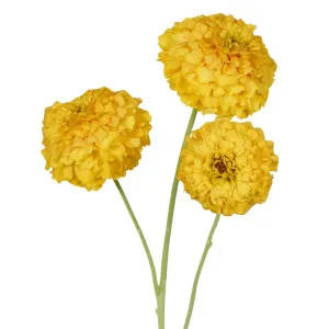 Marigold Spray Yellow by OneWorld Collection, a Plants for sale on Style Sourcebook