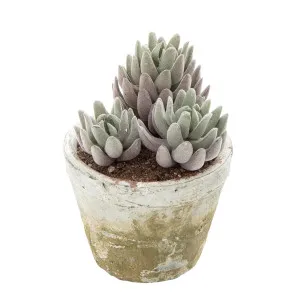 Succulent in Lge Pot 16cm Grey by OneWorld Collection, a Plants for sale on Style Sourcebook