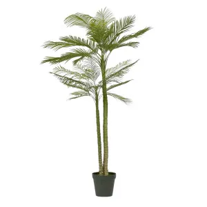 Double Stem Palm Tree 218cm by OneWorld Collection, a Plants for sale on Style Sourcebook