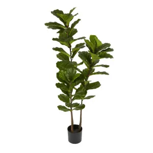 Fiddle Leaf Tree 1.6m by OneWorld Collection, a Plants for sale on Style Sourcebook
