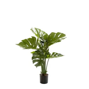 Monstera Split Philo Potted 63cm by OneWorld Collection, a Plants for sale on Style Sourcebook