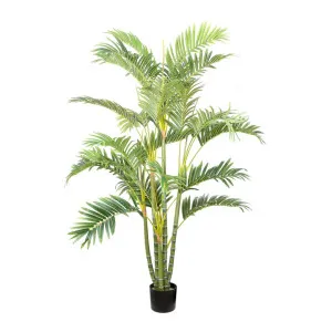 Areca Palm Multi Trunk 1.5m by OneWorld Collection, a Plants for sale on Style Sourcebook