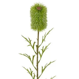 Banksia Single Stem 70cm Green by OneWorld Collection, a Plants for sale on Style Sourcebook