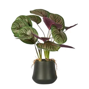 Calathea Variegated Black Pot Red by OneWorld Collection, a Plants for sale on Style Sourcebook