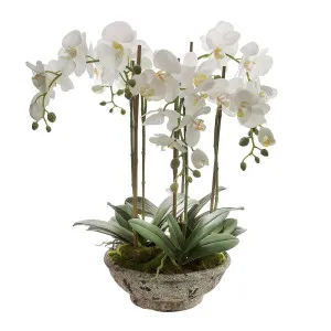 Orchid in Pot 65cm White by OneWorld Collection, a Plants for sale on Style Sourcebook