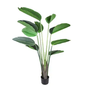 Bird of Paradise Plant 150cm by OneWorld Collection, a Plants for sale on Style Sourcebook
