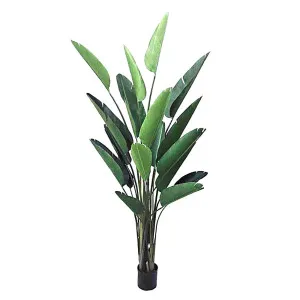 Bird of Paradise 2.5m by OneWorld Collection, a Plants for sale on Style Sourcebook
