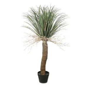 Grass Tree Small 1.1m by OneWorld Collection, a Plants for sale on Style Sourcebook