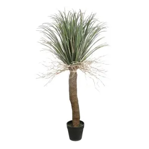 Grass Tree Large 2m by OneWorld Collection, a Plants for sale on Style Sourcebook