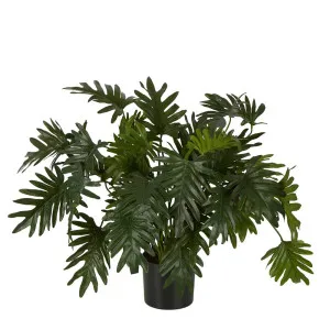 Split Philo Potted Bush 75cm by OneWorld Collection, a Plants for sale on Style Sourcebook