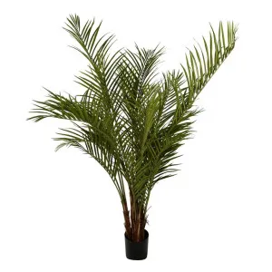 Palm Tree 2m by OneWorld Collection, a Plants for sale on Style Sourcebook