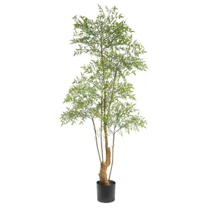 Nandina Tree 180 CM by OneWorld Collection, a Plants for sale on Style Sourcebook