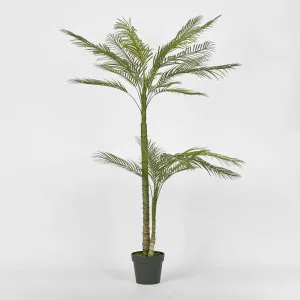 Double Stem Palm Tree 150cm by OneWorld Collection, a Plants for sale on Style Sourcebook