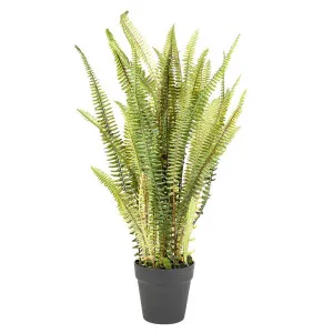 Fern Mountain in Pot 76cm by OneWorld Collection, a Plants for sale on Style Sourcebook