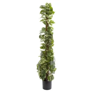 Pothos Vines on Coconut Pole 1.5m by OneWorld Collection, a Plants for sale on Style Sourcebook