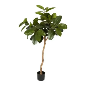 Rubber Plant Tree 1.2m by OneWorld Collection, a Plants for sale on Style Sourcebook