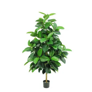 Rubber Plant Tree 1.7m by OneWorld Collection, a Plants for sale on Style Sourcebook