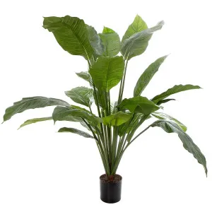 Spathiphyllum Potted 1m by OneWorld Collection, a Plants for sale on Style Sourcebook