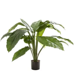 Spathiphyllum Potted 66cm by OneWorld Collection, a Plants for sale on Style Sourcebook