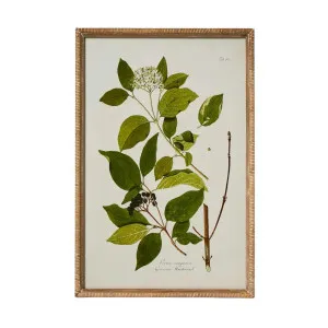 Greenhouse Botanical Wall Art B by OneWorld Collection, a Artwork & Wall Decor for sale on Style Sourcebook