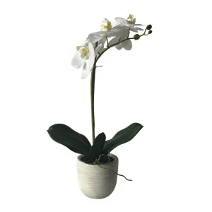 Phalaenopsis Real Touch in Clay Ivory Pot 50cm White by OneWorld Collection, a Plants for sale on Style Sourcebook