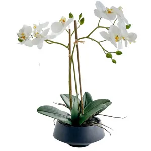 White Orchid in Black Pot Medium by OneWorld Collection, a Plants for sale on Style Sourcebook