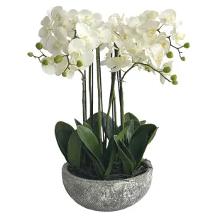 Orchid in Round Clay Pot 62cm White by OneWorld Collection, a Plants for sale on Style Sourcebook