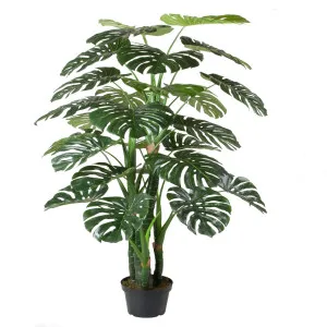 Potted Monstera Plant 180Cm by OneWorld Collection, a Plants for sale on Style Sourcebook