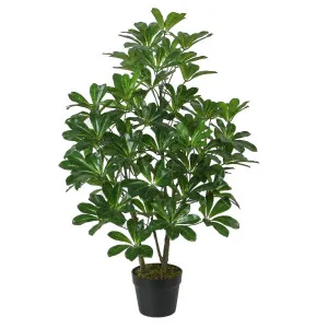Potted Desert Rose 90cm by OneWorld Collection, a Plants for sale on Style Sourcebook