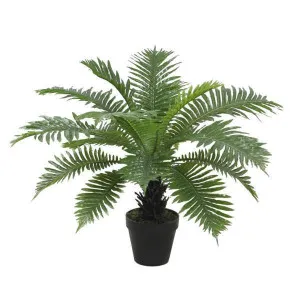 Potted 60Cm Dwarf Tree Fern by OneWorld Collection, a Plants for sale on Style Sourcebook
