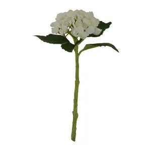 12In Hydrangea Mophead White by OneWorld Collection, a Plants for sale on Style Sourcebook