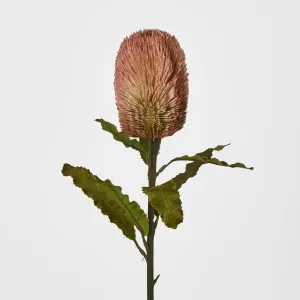 Red Brown Banksia Stem by Florabelle Living, a Plants for sale on Style Sourcebook