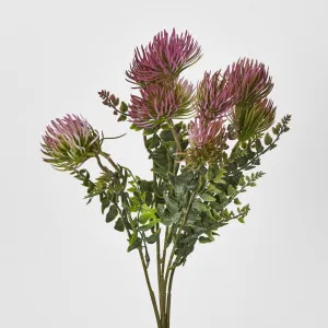 Thistle Bush x 5 by Florabelle Living, a Plants for sale on Style Sourcebook